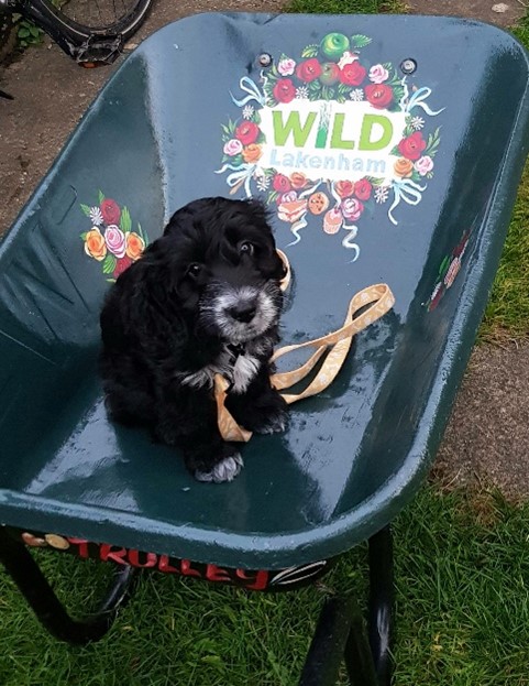 Cute dog in a wheelbarrow