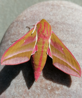 Elephant-Hawk-Moth-Justin-Farthing2